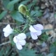 Plantes et arbustes avec inflorescence blanche