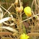 Fleurs fruits et arbustes avec inflorescence de couleur jaune ou dorée