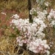 Plantes et arbustes avec inflorescence blanche