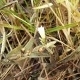 Plantes et arbustes avec inflorescence blanche