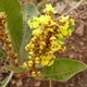 Fleurs fruits et arbustes avec inflorescence de couleur jaune ou dorée