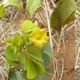 Fleurs fruits et arbustes avec inflorescence de couleur jaune ou dorée