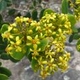 Fleurs fruits et arbustes avec inflorescence de couleur jaune ou dorée