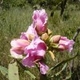 Plantes et arbustes avec inflorescence rose ou violette