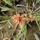 Plantes et arbustes avec inflorescence de couleur orange