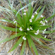 Plantes broméliacées ou plantes similaires