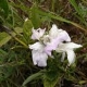 Plantes et arbustes avec inflorescence blanche