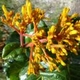 Fleurs fruits et arbustes avec inflorescence de couleur jaune ou dorée