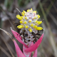 Plantes broméliacées