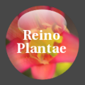 Icone reino plantae