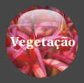 Icone vegetacao