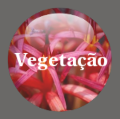 Botão - Tipos de vegetacoes no Cerrado