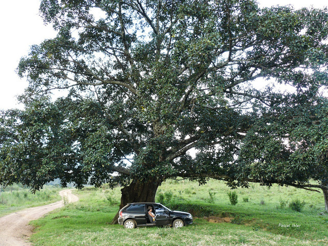 Parque Nacional da Serra da Canastra - Estado de Minas Gerais