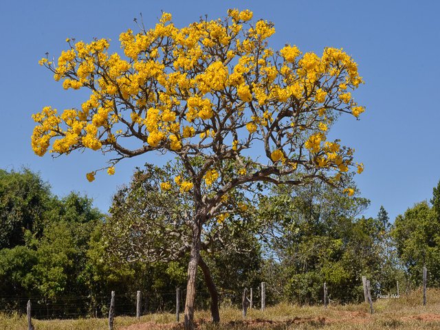 Serras dos Pireneus - Estado de Goiás