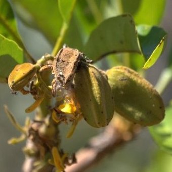 Fotografia de um fruto de uma planta