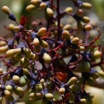 Fotografia de um fruto de uma planta
