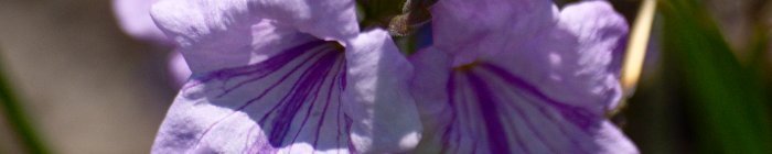 Fotografias das flores ou arbustos do bioma Cerrado