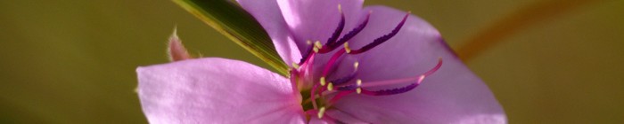 Fotografias das flores ou arbustos do bioma Cerrado