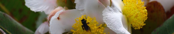 Fotografias das flores ou arbustos do bioma Cerrado