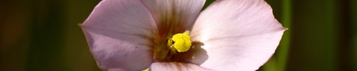 Fotografias das flores ou arbustos do bioma Cerrado