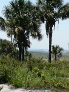 Foto da Vereda do cerrado do Brasil