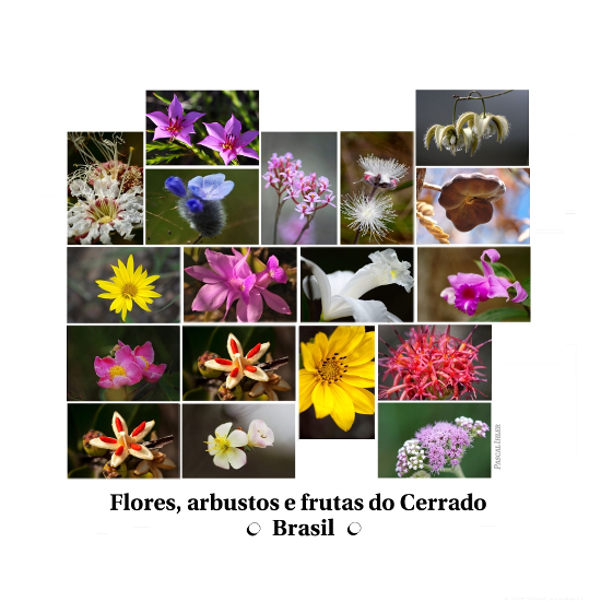 Composições de fotografias - Flores, arbustos e frutas do bioma Cerrado