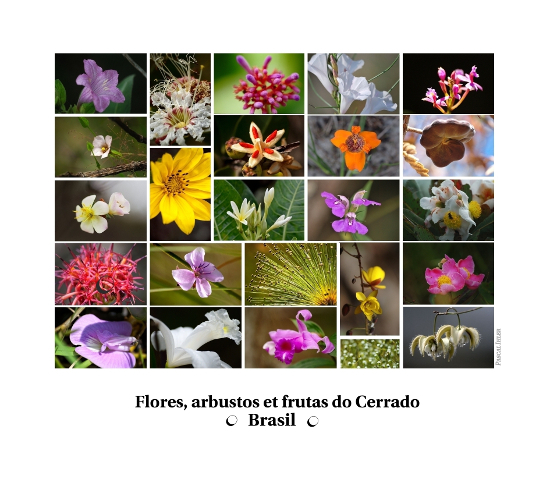 Composições de fotografias - Flores, arbustos e frutas do bioma Cerrado