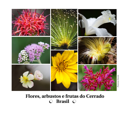 Composições de fotografias - Flores, arbustos e frutas do bioma Cerrado