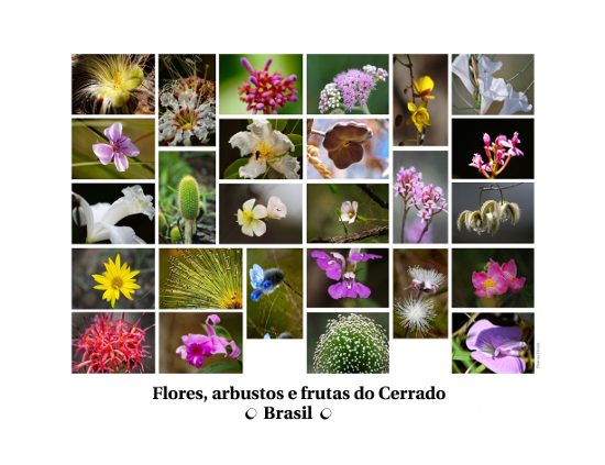 Composições de fotografias - Flores, arbustos e frutas do bioma Cerrado