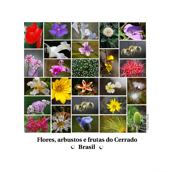 Composições de fotografias - Flores, arbustos e frutas do bioma Cerrado