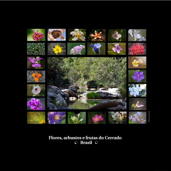 Composições de fotografias - Flores, arbustos e frutas do bioma Cerrado