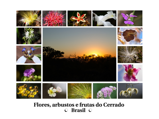 Composições de fotografias - Flores, arbustos e frutas do bioma Cerrado