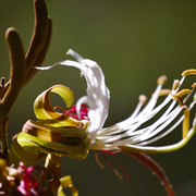 Flores, arbustos e frutas do Cerrado