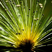 Flores, arbustos e frutas do Cerrado