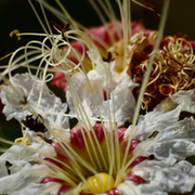 Flores, arbustos e frutas do Cerrado