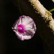 Flores, arbustos e frutas do Cerrado