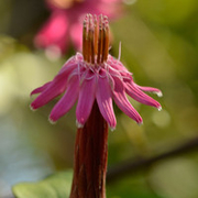 Flores, arbustos e frutas do Cerrado