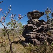 Paisagens e Cerrado insólito, estranho ...