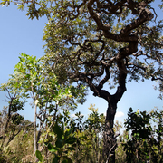 Paisagens e Cerrado insólito, estranho ...