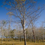 Paisagens e Cerrado insólito, estranho ...