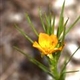 Fotos de plantas com flor amarela ou dourada