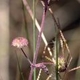 Fotos de plantas herbáceas e gramíneas