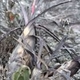 Fotografia de bromélias e plantas parecidas