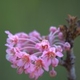 Plantas e arbustos com inflorescência de cor rosa ou roxa; ?>