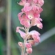 Plantas e arbustos com inflorescência de cor rosa ou roxa; ?>