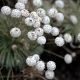 Fotografia de bromélias e plantas parecidas