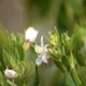 Plantas e arbustos com inflorescência de cor branca