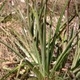 Fotografia de bromélias e plantas parecidas