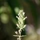 Plantas e arbustos com inflorescência de cor branca