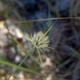 Fotos de plantas herbáceas e gramíneas